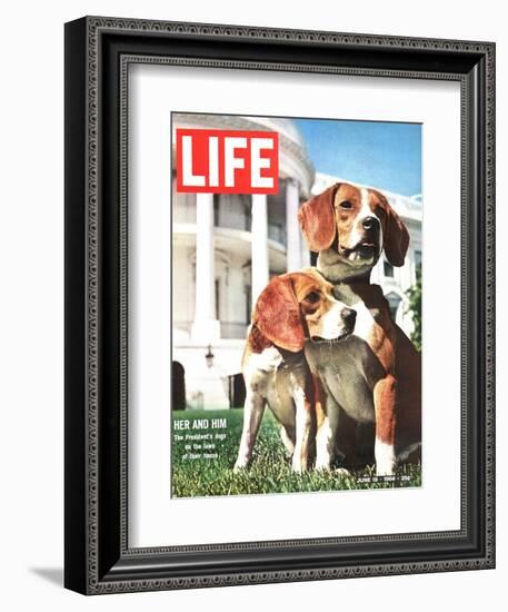 President Johnson's Beagles, June 19, 1964-Francis Miller-Framed Photographic Print