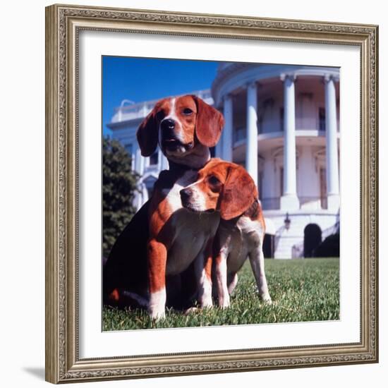 President Lyndon B. Johnson's Pet Beagles, Him and Her, on the White House Lawn-Francis Miller-Framed Photographic Print