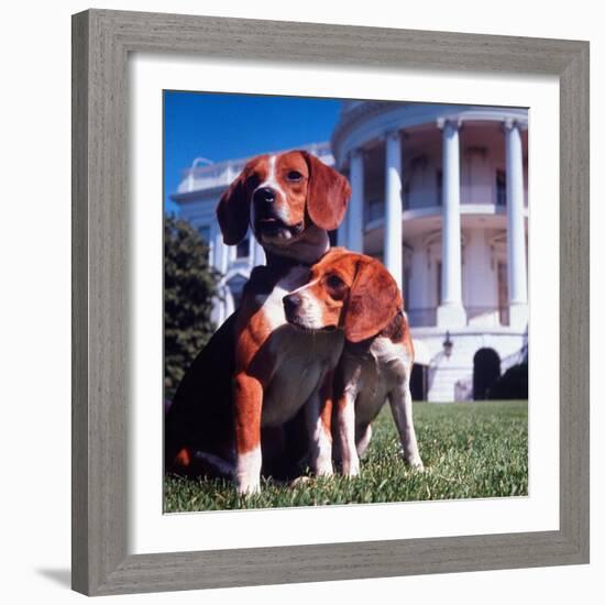 President Lyndon B. Johnson's Pet Beagles, Him and Her, on the White House Lawn-Francis Miller-Framed Photographic Print