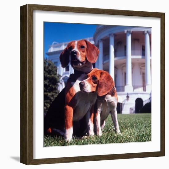 President Lyndon B. Johnson's Pet Beagles, Him and Her, on the White House Lawn-Francis Miller-Framed Photographic Print