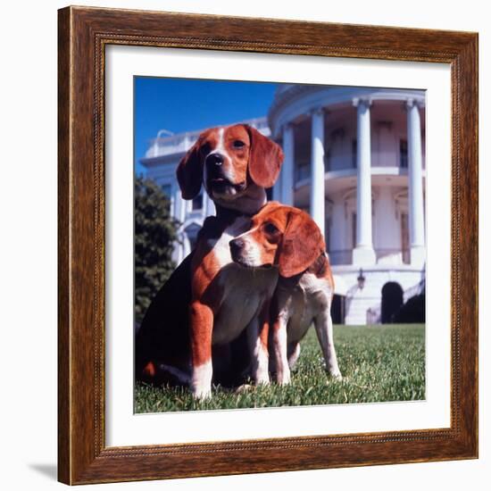 President Lyndon B. Johnson's Pet Beagles, Him and Her, on the White House Lawn-Francis Miller-Framed Photographic Print