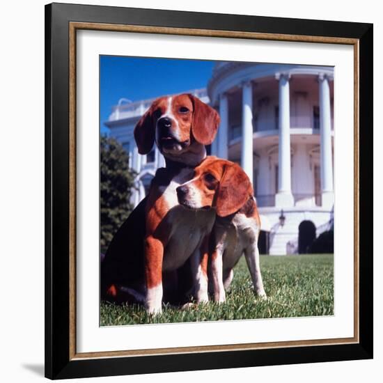 President Lyndon B. Johnson's Pet Beagles, Him and Her, on the White House Lawn-Francis Miller-Framed Photographic Print