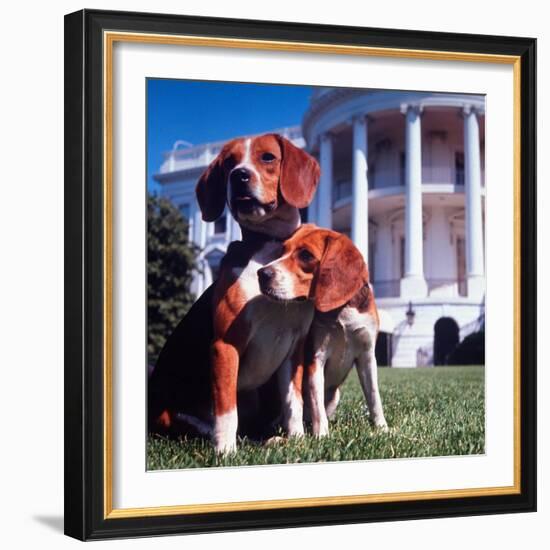 President Lyndon B. Johnson's Pet Beagles, Him and Her, on the White House Lawn-Francis Miller-Framed Photographic Print