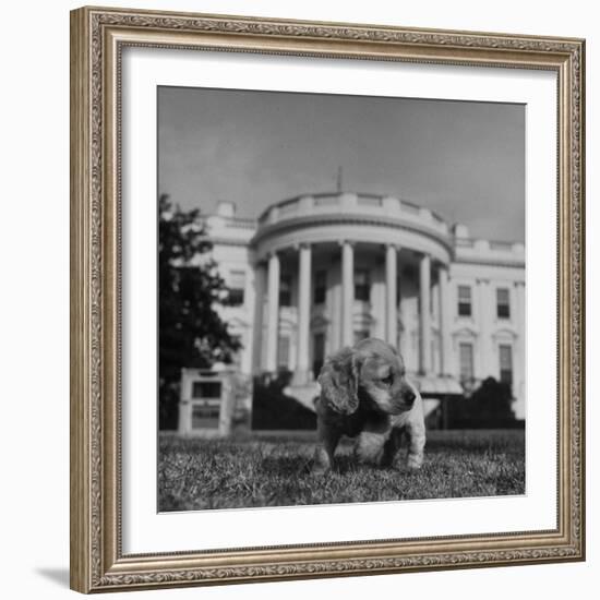 President Truman's Dog, "Feller" on White House Lawn-null-Framed Photographic Print