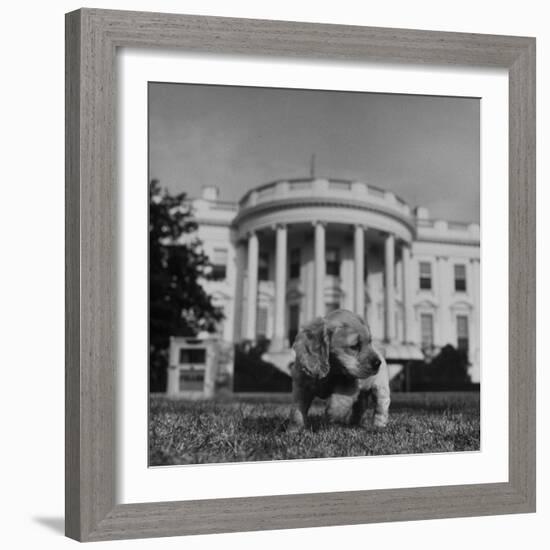 President Truman's Dog, "Feller" on White House Lawn-null-Framed Photographic Print