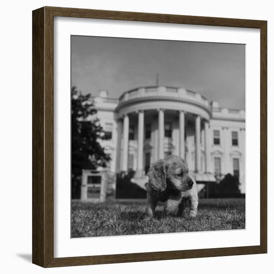 President Truman's Dog, "Feller" on White House Lawn-null-Framed Photographic Print
