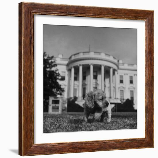 President Truman's Dog, "Feller" on White House Lawn-null-Framed Photographic Print