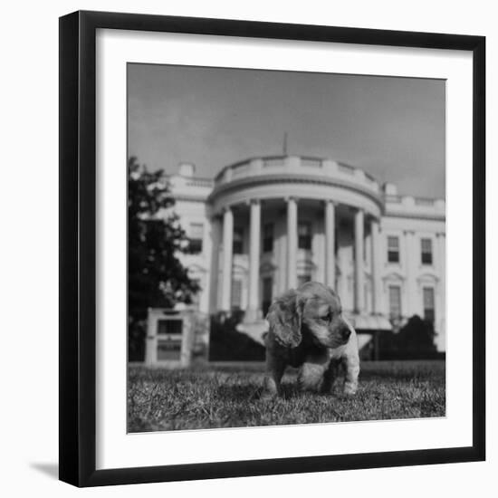 President Truman's Dog, "Feller" on White House Lawn-null-Framed Photographic Print