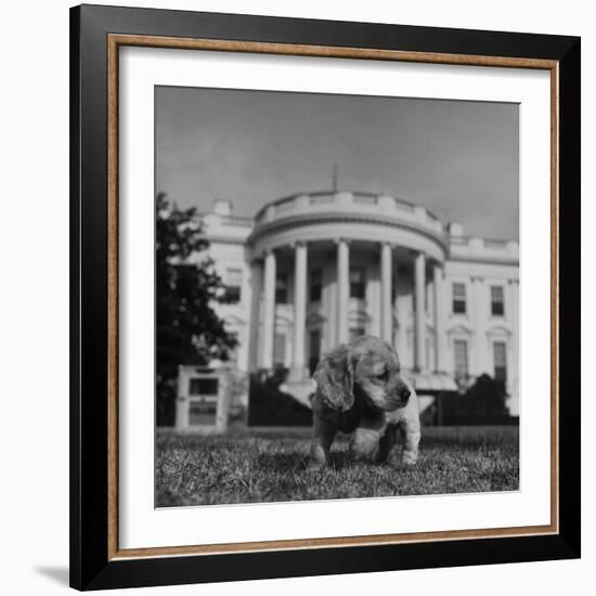 President Truman's Dog, "Feller" on White House Lawn-null-Framed Photographic Print