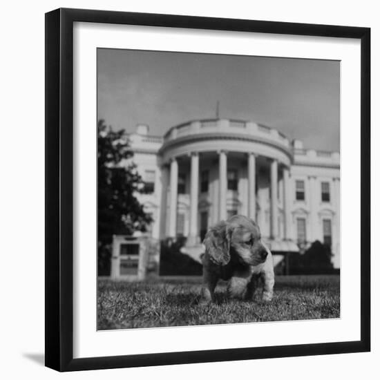 President Truman's Dog, "Feller" on White House Lawn--Framed Photographic Print