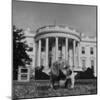 President Truman's Dog, "Feller" on White House Lawn-null-Mounted Photographic Print