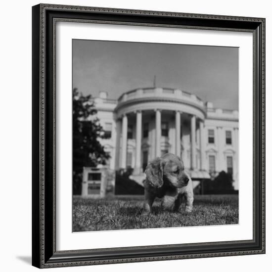 President Truman's Dog, "Feller" on White House Lawn--Framed Photographic Print