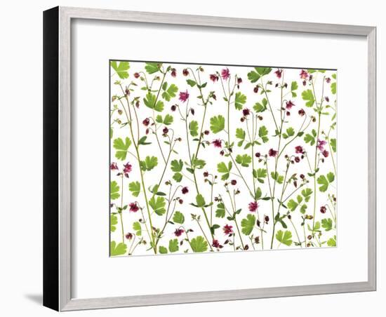 Pressed Aquilegia-Assaf Frank-Framed Giclee Print