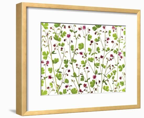 Pressed Aquilegia-Assaf Frank-Framed Giclee Print