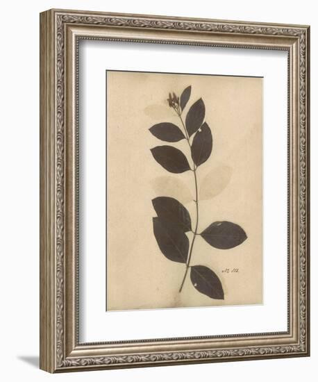 Pressed Botanical I-Kimberly Poloson-Framed Art Print