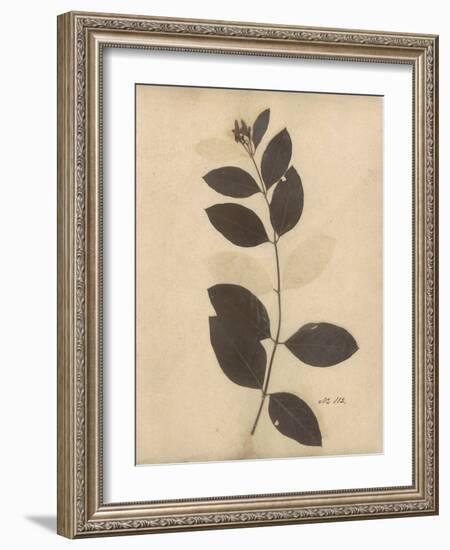 Pressed Botanical I-Kimberly Poloson-Framed Art Print