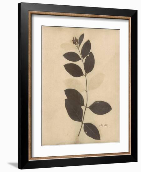 Pressed Botanical I-Kimberly Poloson-Framed Art Print