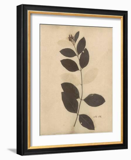 Pressed Botanical I-Kimberly Poloson-Framed Art Print