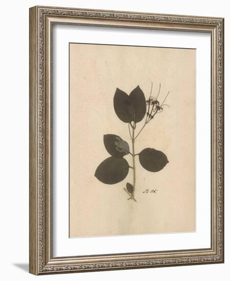 Pressed Botanical II-Kimberly Poloson-Framed Art Print