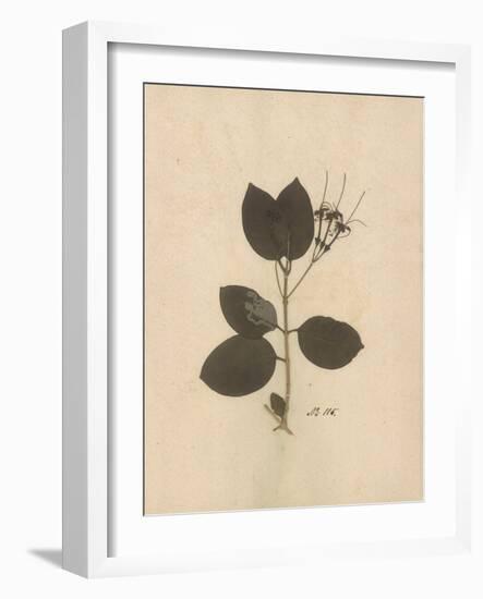 Pressed Botanical II-Kimberly Poloson-Framed Art Print