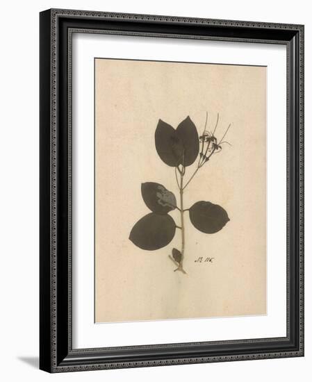 Pressed Botanical II-Kimberly Poloson-Framed Art Print