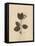 Pressed Botanical II-Kimberly Poloson-Framed Stretched Canvas