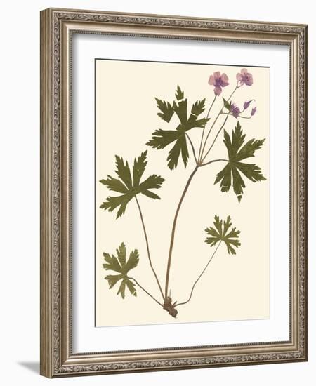 Pressed Botanical III-Vision Studio-Framed Art Print