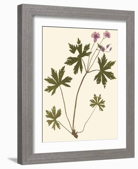 Pressed Botanical III-Vision Studio-Framed Art Print