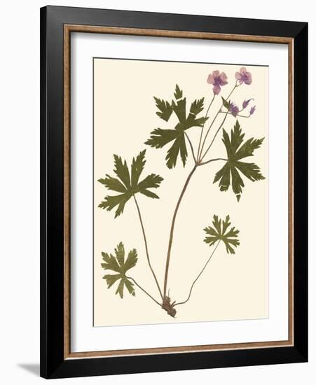 Pressed Botanical III-Vision Studio-Framed Art Print