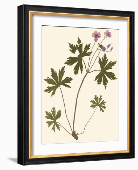 Pressed Botanical III-Vision Studio-Framed Art Print