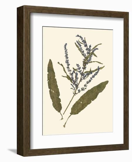 Pressed Botanical IV-Vision Studio-Framed Premium Giclee Print