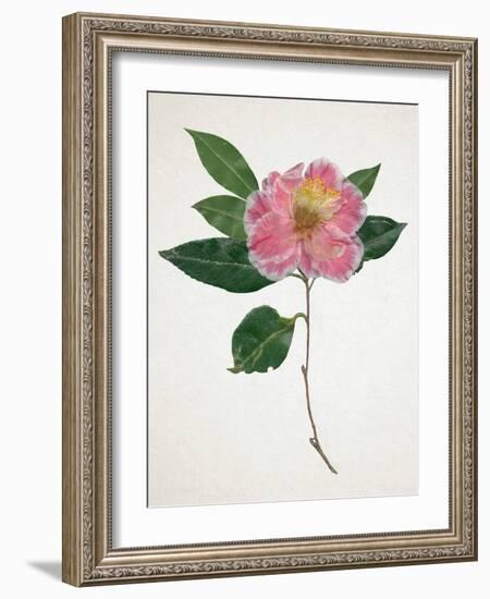 Pressed Camellia I-Annie Warren-Framed Art Print