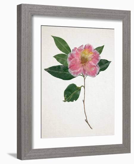 Pressed Camellia I-Annie Warren-Framed Art Print