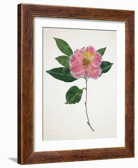 Pressed Camellia I-Annie Warren-Framed Art Print