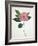 Pressed Camellia I-Annie Warren-Framed Art Print