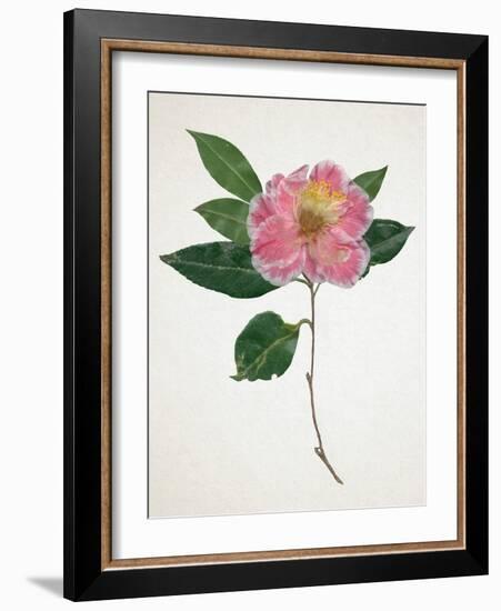 Pressed Camellia I-Annie Warren-Framed Art Print