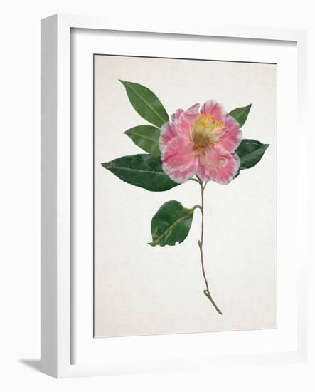 Pressed Camellia I-Annie Warren-Framed Art Print