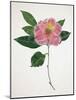 Pressed Camellia I-Annie Warren-Mounted Art Print