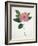 Pressed Camellia I-Annie Warren-Framed Art Print