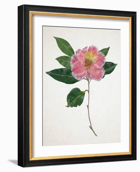 Pressed Camellia I-Annie Warren-Framed Art Print