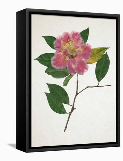 Pressed Camellia II-Annie Warren-Framed Stretched Canvas