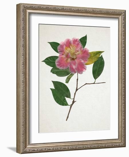 Pressed Camellia II-Annie Warren-Framed Art Print