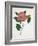 Pressed Camellia II-Annie Warren-Framed Art Print