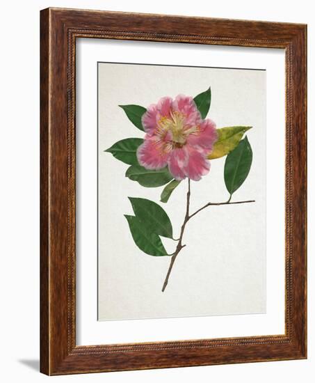 Pressed Camellia II-Annie Warren-Framed Art Print