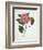 Pressed Camellia II-Annie Warren-Framed Premium Giclee Print