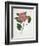 Pressed Camellia II-Annie Warren-Framed Premium Giclee Print