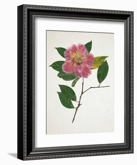 Pressed Camellia II-Annie Warren-Framed Premium Giclee Print