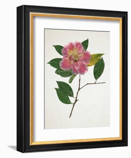 Pressed Camellia II-Annie Warren-Framed Premium Giclee Print