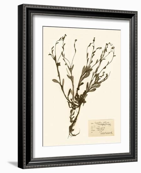 Pressed Flower Study II-Vision Studio-Framed Art Print