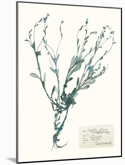 Pressed Flowers in Spa II-Vision Studio-Mounted Art Print